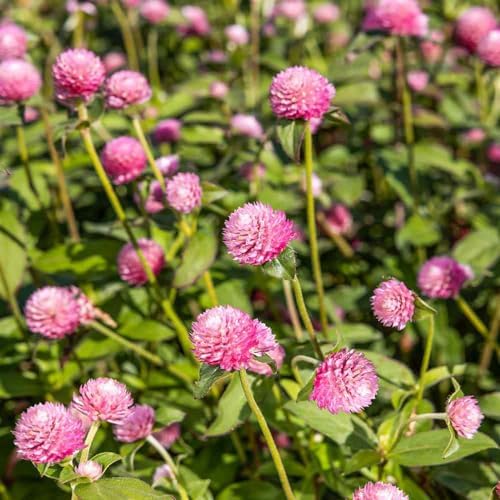 Outsidepride Salmon Gomphrena Seeds - 2000 Pcs Annual, Heat & Drought Tolerant, Pollinator Friendly Globe Amaranth Seeds for Planting w/Vibrant Round Blooms for Beds, Borders, and Arrangements by Outsidepride