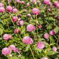 Outsidepride Salmon Gomphrena Seeds - 2000 Pcs Annual, Heat & Drought Tolerant, Pollinator Friendly Globe Amaranth Seeds for Planting w/Vibrant Round Blooms for Beds, Borders, and Arrangements by Outsidepride
