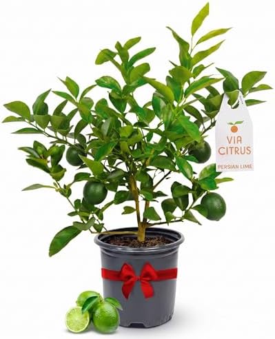 Persian Lime Tree Live Plant 13-22" Tall, 1 Gallon Pot by Via Citrus by ViaCitrus