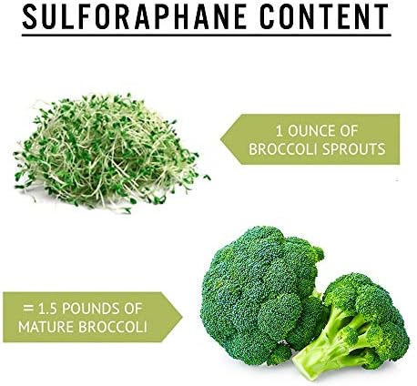 1 lb Broccoli Sprouting Seeds - Perfect for Sprouting & Microgreens, Rich in Sulforaphane, USA Grown (Resealable Bag) - Image 4