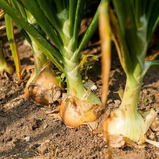 TomorrowSeeds - 3 Colors Mix Onion Sets (Bulbs) - 1/2 Pound (~50 Sets) - Fresh Crop, Stored Cold, for 2026 Planting Yellow, Red, White, Excellent Storage Noon Intermediate Intermediate Day - Image 5
