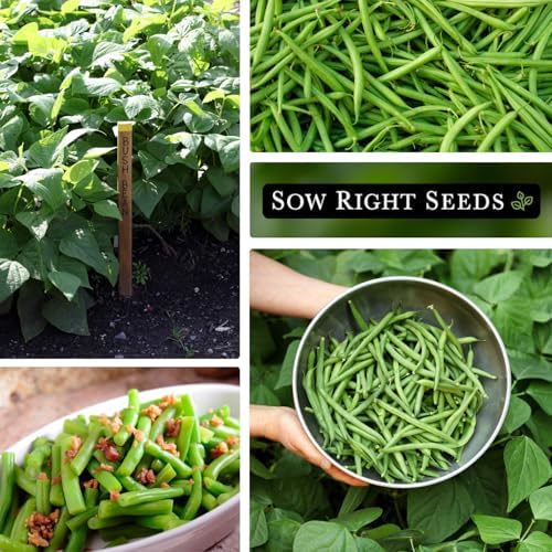 Sow Right Seeds - 110 Contender Bush Bean Seed for Planting Bulk Jumbo Pack - Image 5