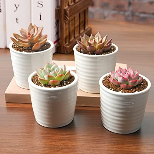 Succulent Plants (4 Pack), Live Succulents Fully Rooted in 2" Pots - Image 2
