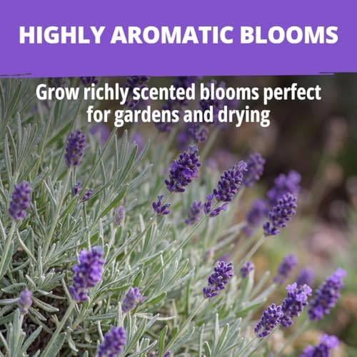 HOME GROWN English Lavender Seeds, 1,500+ Seeds, Lavandula antustifolia - Image 4