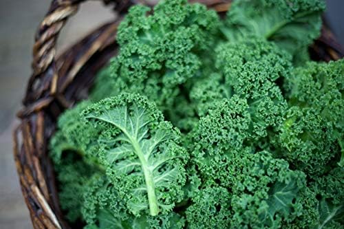 300+ Seeds Bush Kale Giant Cabbage - Vegetable Green - Image 3