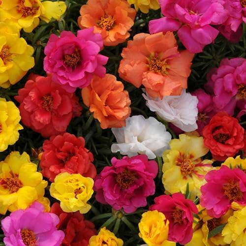 10,000 Mix Moss Rose Seeds for Planting (Portulaca grandiflora) - Purslane Double Flower Portulaca Seed, Drought Tolerant Flowering Ground Cover - Flower Seeds to Plant Outside, Beds, Baskets by KVITER