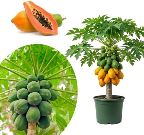 Papaya Seedling Live Plant, Indoor Outdoor Plant, 4-8 Inch Tall by Unknown