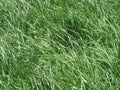 Kentucky 31 Tall Fescue Grass Seeds, 1 Pound Pure Seeds Pack by Seeds2Go by Seeds2Go