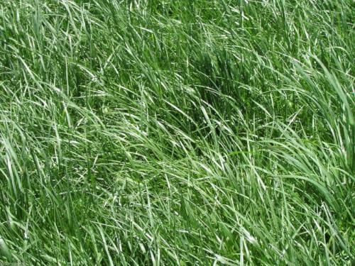 Kentucky 31 Tall Fescue Grass Seeds, 1 Pound Pure Seeds Pack by Seeds2Go by Seeds2Go