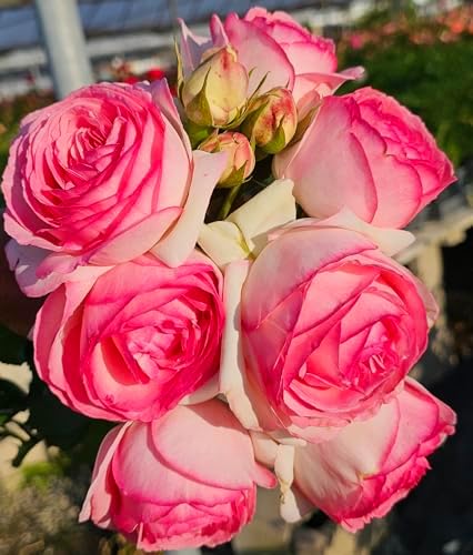 Ma Cherie Roses - Eden Rose Climbing Rose Live Plant, Rose Bushes Ready to Plant, Potted 2 Quart, Live Outdoor Plants, Pink Climbing Rose, Plant Gifts, Live Plants Outdoor, Roses Live Plants - Image 2