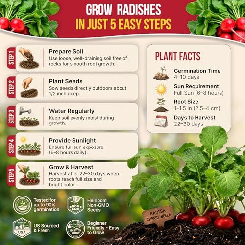 Cherry Belle Radish Seeds Pack 10 G - Over 1200 Non-GMO Heirloom Radish Seeds for Planting Vegetables in Individual Seed Packet, Vegetable Seeds for Planting Home Garden Indoor & Outdoor Gardening - Image 6