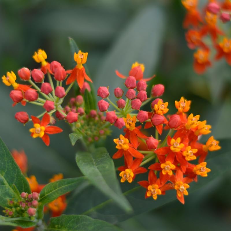 Set 2 Tropical Butterfly Milkweed Plants, 4-8" Tall Live Milkweed Plants - Image 5