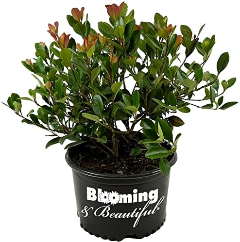 Snow White Indian Hawthorn, Live Evergreen Flowering Shrub, 3 Gallon by BloomingBeautiful