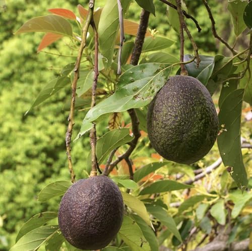HASS Avocado Tree - Live Big Fruit Tree 12"-24" Tropical Plantae - Image 5