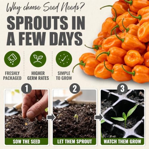 Seed Needs Orange Habanero Hot Pepper Seeds to Plant Vegetables - 10 Packs - Image 5