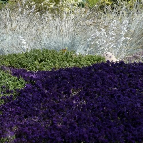 20000 Purple Creeping Thyme Seeds for Planting Outdoor,Creeping Phlox Ground Cover Seeds,Perennial Flower Seed Plant Non-GMO Heirloom Thyme Thymus Serpyllum Seed in Home - Image 7