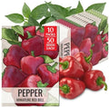 Seed Needs Mini Red Bell Pepper Seeds to Plant Vegetables - 10 Packs by SeedNeeds