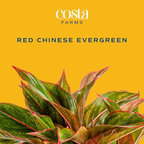 Costa Farms Chinese Evergreen, Live Indoor Plant, Easy Care, Home Decor - Image 3