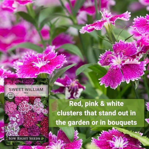 Sow Right Seeds - Sweet William Mix Seed for Planting Dianthus Flowers - Image 5