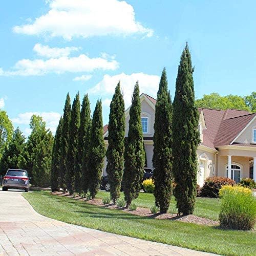 Brighter Blooms - Italian Cypress Tree, 6-7 Ft. - Image 4