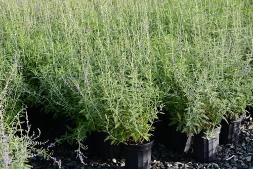 Perovskia atriplicifolia (Russian Sage) Live Perennial, Size-Quart, Summer Blooming Blue-Violet Spikes, Heat Tolerant, Aromatic Stems, Zones 5-9 - Image 5