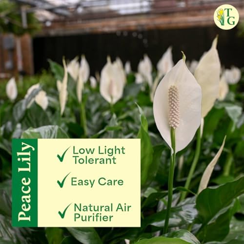 Live Peace Lily Plant, Spathiphyllum, Low Light, Easy to Grow, 4" Pot - Image 4