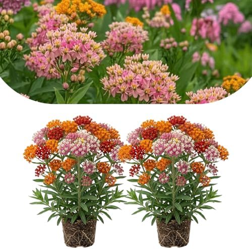 2 Mix Milkweed Live Plants, Flowering Plant, 4-7 Inch Tall by PlantsSeedsBulbs