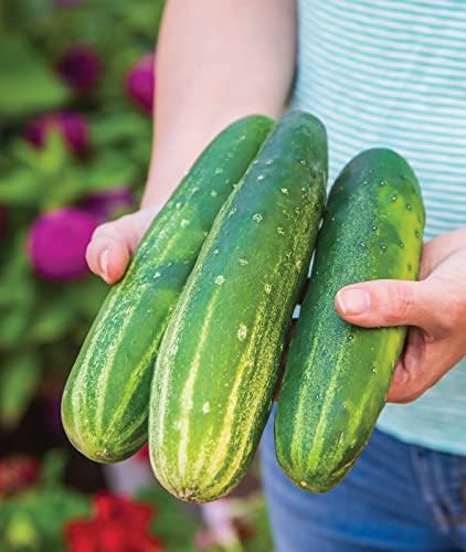 Burpee 'Straight Eight' Slicing Cucumber Seeds, 200 Non-GMO seeds, Heirloom - Image 5