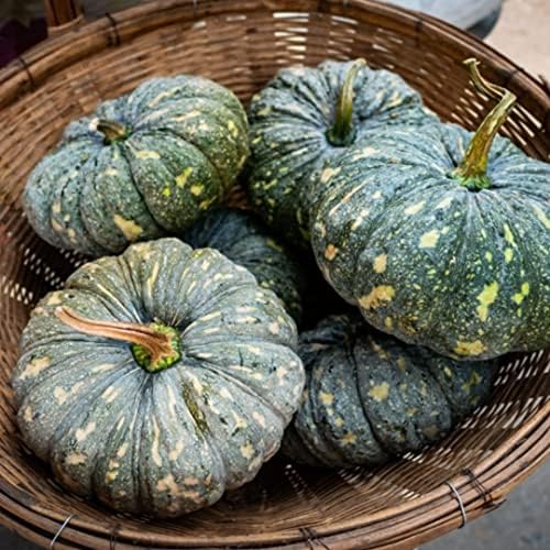 Puerto Rican Pumpkin/Calabaza ( 25 Seeds) - Open pollinated, heirloom - Image 6