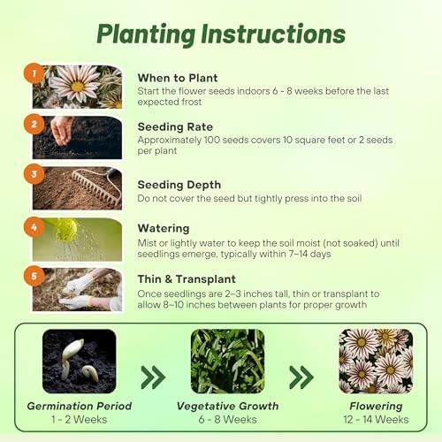 Outsidepride White Flame Gazania Seeds for Planting – 25 Pcs Perennial, Low-Maintenance, Drought-Tolerant Ground Cover Seeds for Vibrant Summer & Fall Flowers, Great for Outdoor Gardens - Image 4
