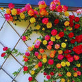 Orange Yellow Live Rose Plant, Ornamental Rose Plant, 5-7 Inch Tall by PlantsSeedsBulbs