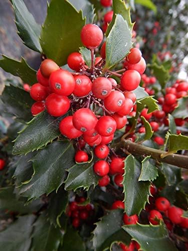 Live plant from Green Promise Farms Ilex X meserveae 'Berryific' (Holly) Evergreen, 2-Size Container, Male/Female Plant by GreenPromiseFarms