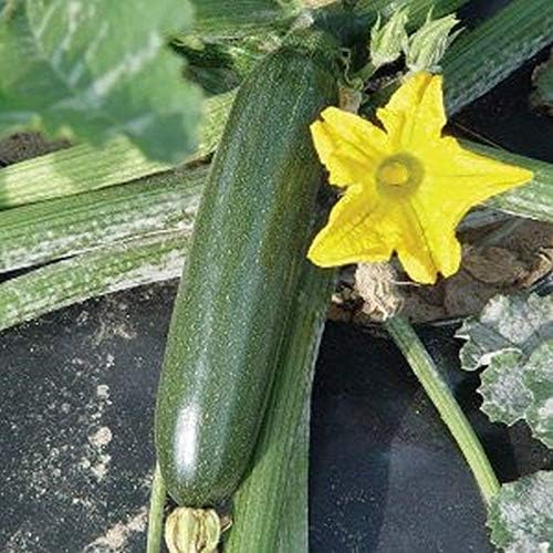 Fascienne F1 Hybrid Summer Squash Seeds - Disease Resistance and spineless Plant(50 - Seeds) by Unknown