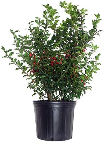 Ilex X meserveae 'Blue Princess' (Blue Holly) Evergreen, #3 - Size Container by GreenPromiseFarms