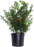 Ilex X meserveae 'Blue Princess' (Blue Holly) Evergreen, #3 - Size Container by GreenPromiseFarms
