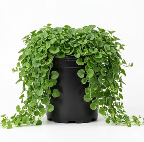 Dichondra Plant, Dichondra Ground Cover Plant for Planting, Ideal Lawn Alternative in Sun or Shady, 4" Pot (Green Falls Dichondra) by Unknown