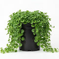 Dichondra Plant, Dichondra Ground Cover Plant for Planting, Ideal Lawn Alternative in Sun or Shady, 4" Pot (Green Falls Dichondra) by Unknown
