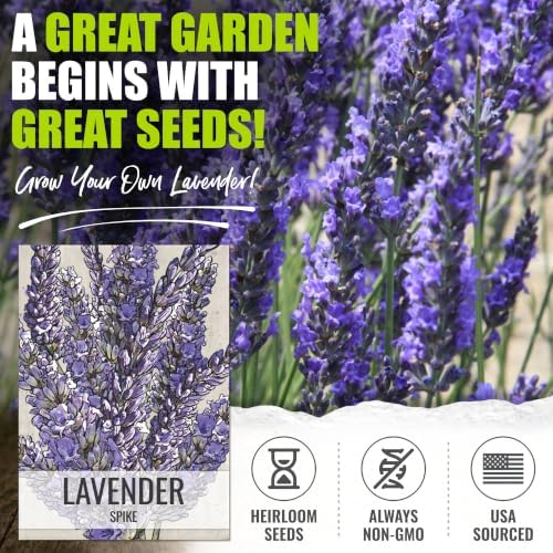 Seed Needs Spike Lavender Seeds to Plant an Herb Garden - 2 Packs - Image 2