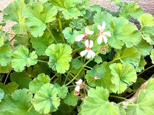 Live Scented Geranium Tutti Fruity Nutmeg Scented Geranium Plant Perannual Dwarf Ground Climbing with Cute Pinky White Flowers Live Rooted in a 3.5 Inches Pot - Image 2