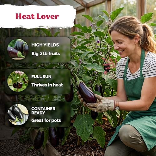 500 Black Beauty Eggplant Heirloom Vegetable Seeds, Solanum Melongena - Image 4