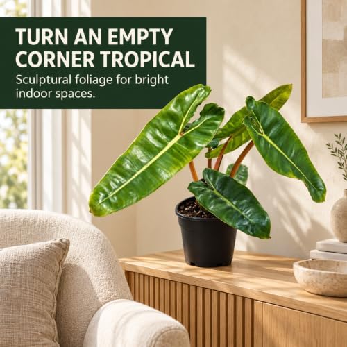 Philodendron Billietiae Live Plant - Fully Rooted Rare Indoor Houseplant - Image 6