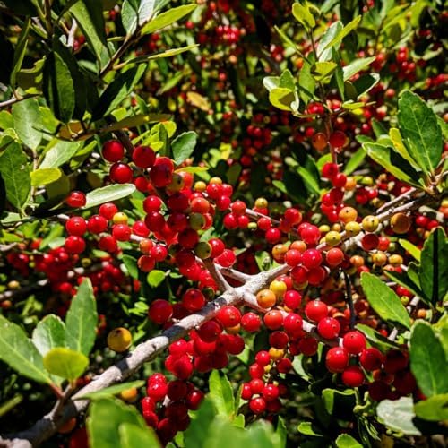 Upright Yaupon Holly Bush Live Plant, Hedge Shrub Plant, 4-6 Inch Tall by UIOTER