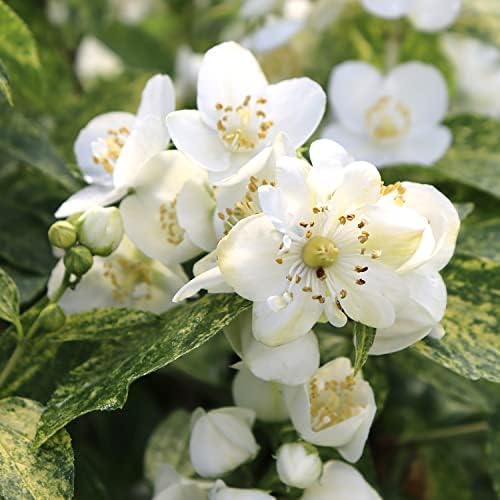 Proven Winners Illuminati Sparks Mockorange, Live Flowering Shrub, 3 Gallon - Image 2