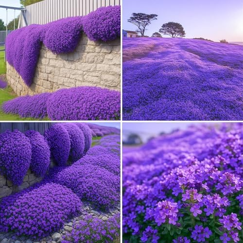 30000+ Purple Creeping Thyme Seeds, Thymus praecox Cover for Lawns & Garden by Unknown