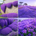 30000+ Purple Creeping Thyme Seeds, Thymus praecox Cover for Lawns & Garden by Unknown