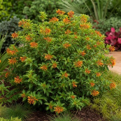 Firebush Dwarf I 10 Large 4 Inch Pots I Hamelia Patens Compactal Vibrant Red-Orange Blooms, Low-Maintenance, Heat-Tolerant, Perfect for Small Gardens and Containers - Image 2