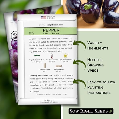 Sow Right Seeds - Purple Beauty Seed for Planting Sweet Bell Peppers - Image 2