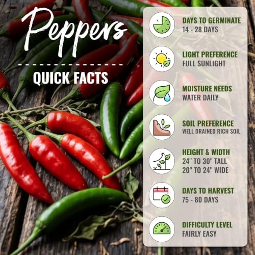 Seed Needs Serrano Hot Pepper Seeds to Plant Vegetables - 20 Packs - Image 4