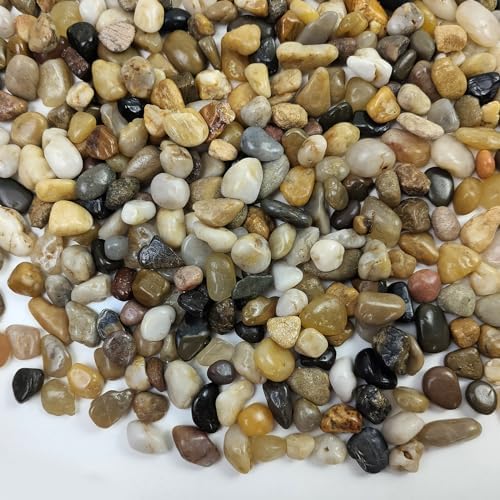 FANTIAN Pea Gravel for Fish Tank,5 lbs Polished Pebble for Plants, 1/4 Inch by FANTIAN-GardeningMakesLifeBetter