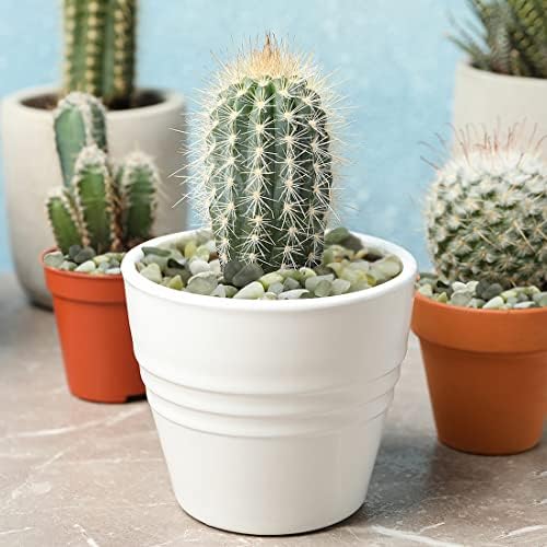 YISZM 5LB Succulent and Cactus Jade Pebbles, 3/8 Inch Polished Stones - Image 2